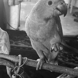 Parrot Perch 