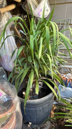 Spineless Yucca