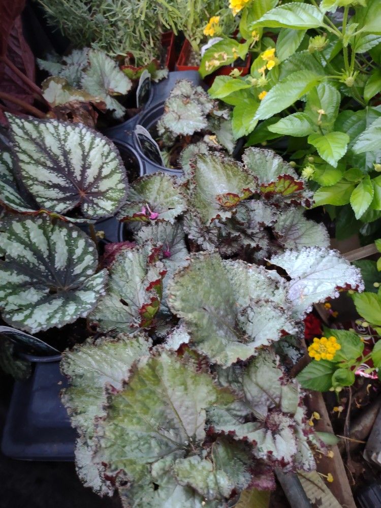 Begonia