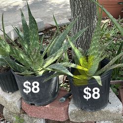 Aloe Vera