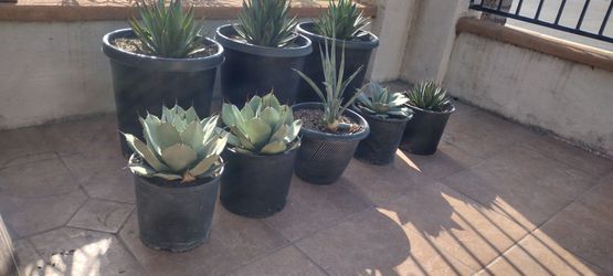 12 inch wide agaves