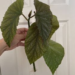 Begonia lercerna plant CUTTING- active roots