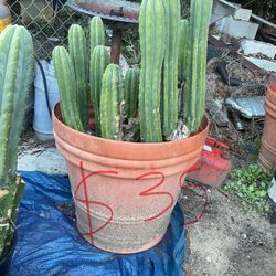 San Pedro Cactus ( Pots with roots, cuttings, and Plants)