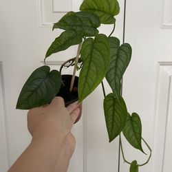 Monstera Siltipecana Plant 