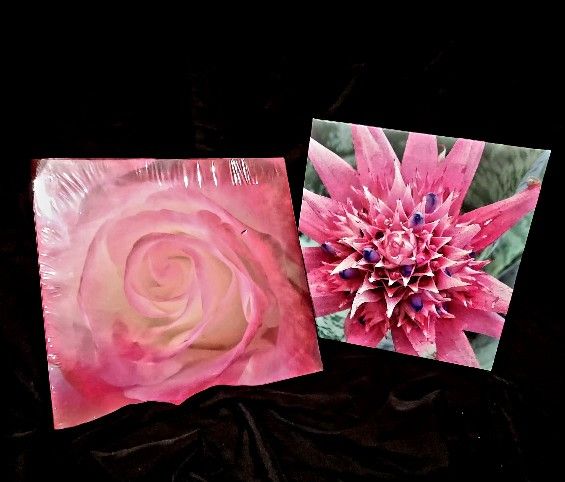 Home Decor Hanging Wall Floral Photos 11" x 11" Bathroom Kitchen Interior Art Decoration