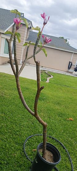 6 Ft. Pink Plumeria Plant / hawaiian plumeria
