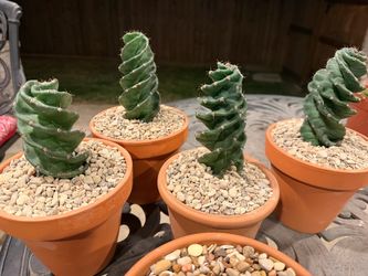 Spiral Cactus in Terra Cotta Pot