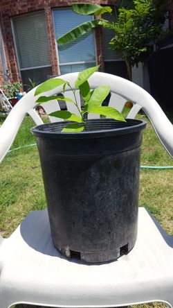 Sugar Apple Sitaphal Cherimoya tree plant