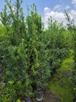 podocarpus6 to 7 feet tall Instant Privacy Hedge For Fence Green Full Ready Best plant for fencing hedges and privacy low maintenance minimum qty 50