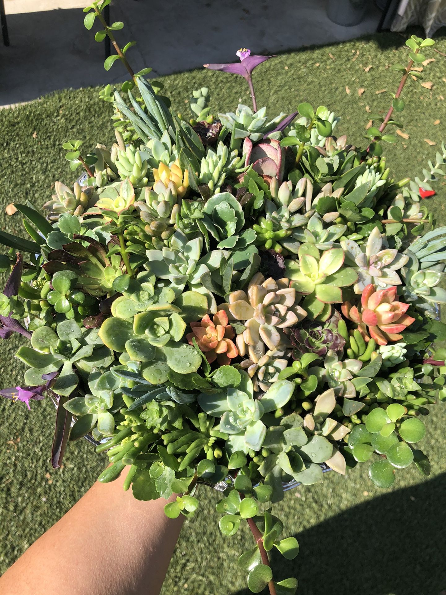 Variety of beautiful succulent arrangement in metal pot