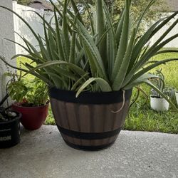 Aloe Vera Plant