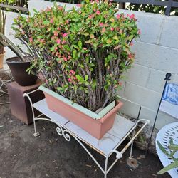 Crown Of Thorns Pink Flowered Large Plant 