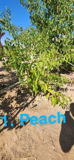 Peach Trees