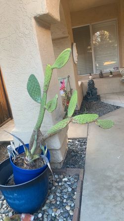 Free large cactus in pot