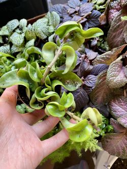 Hoya Carnosa Compacta Live tropical House Plant 