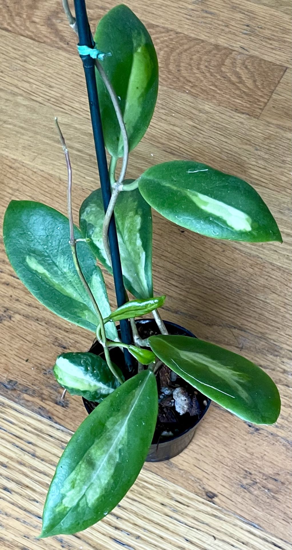 Rare Non-Toxic Hoya Moon Shadow Plant / Free Delivery Available 