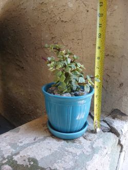 Variegated Elephant Bush Plant & Pot $20 