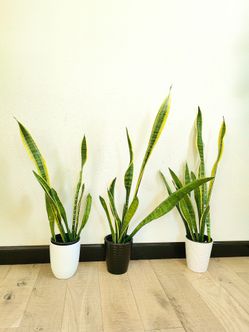 Snake Plant Sansevieria trifasciata 'Laurentii'