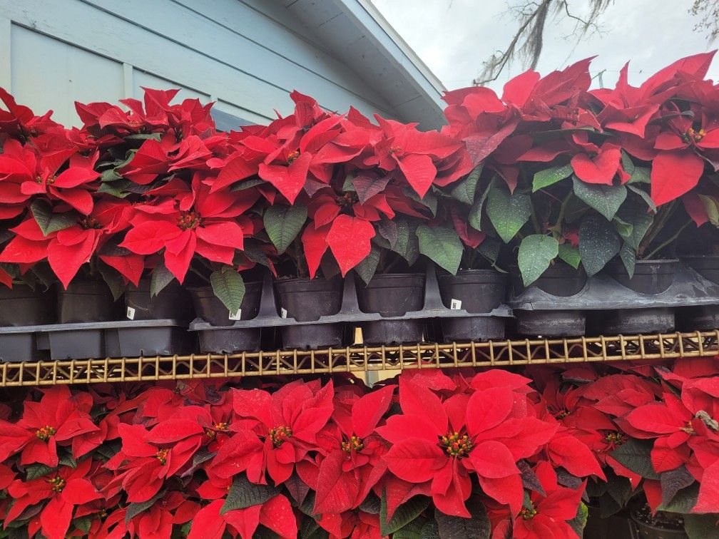 Poinsettias 4.5 Inches WHITE/RED