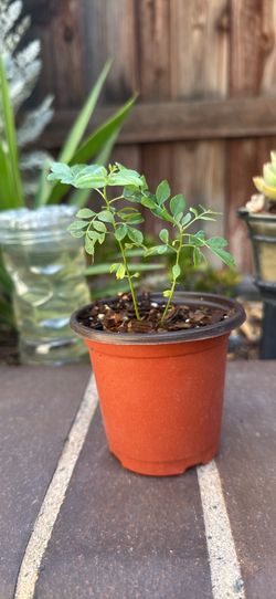 CURRY PLANT