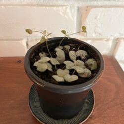 Small Healthy String of Hearts Plant