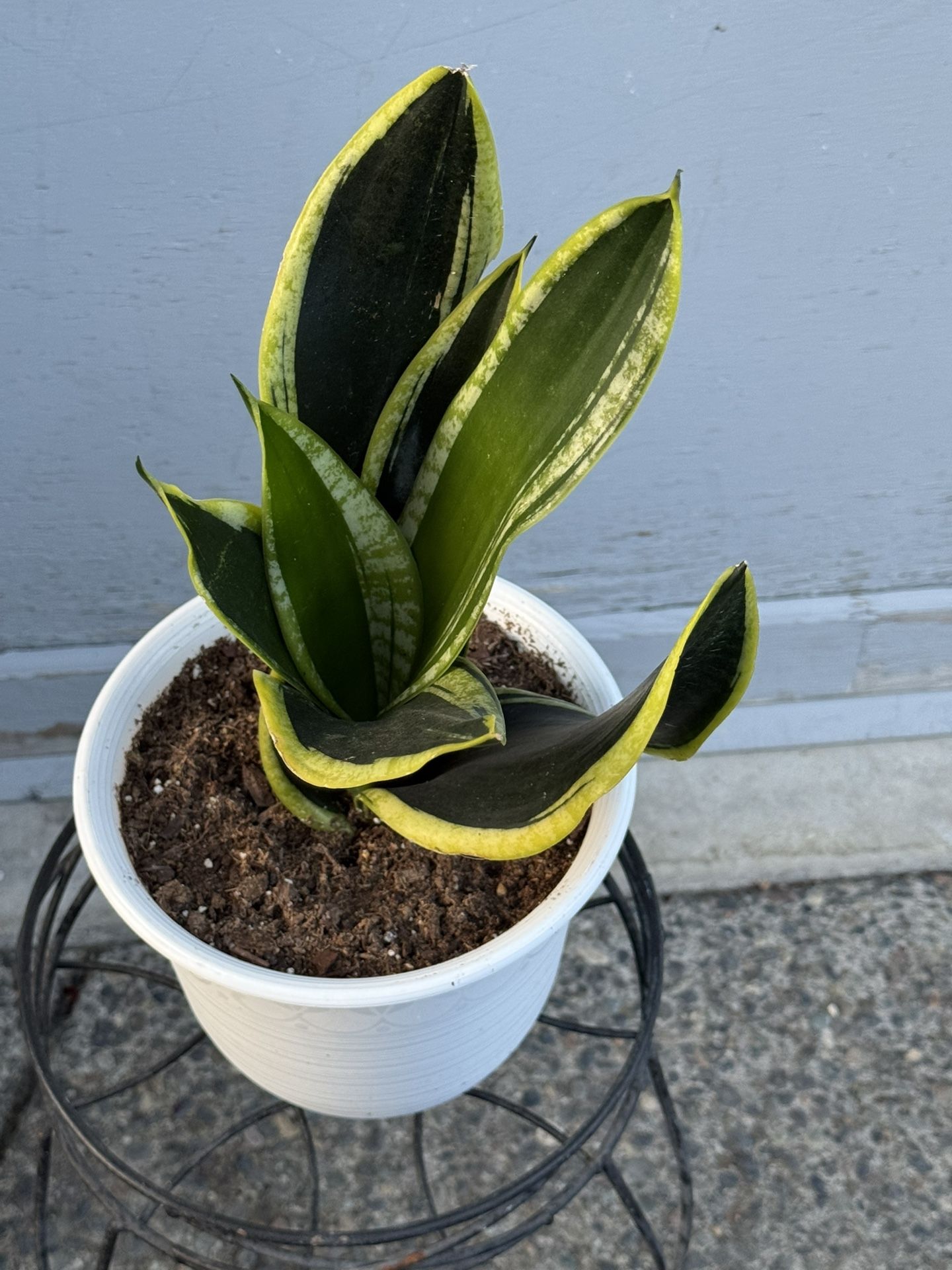 Black Ang Gold Snake Plant