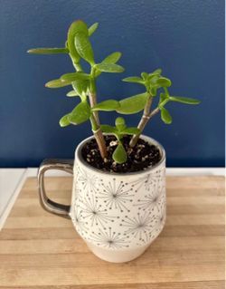 Jade Plant in Ceramic Mug