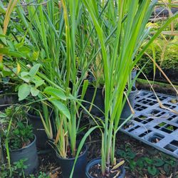 Sugar Cane Tree