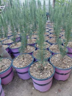 Italian cypress trees 2gln 1ft
