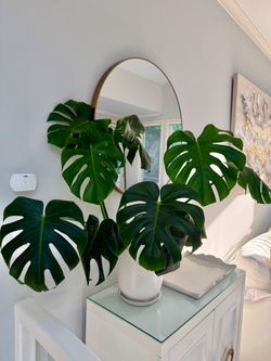 Large Monstera Deliciosa (Swiss Cheese Plant) with White Ceramic Planter