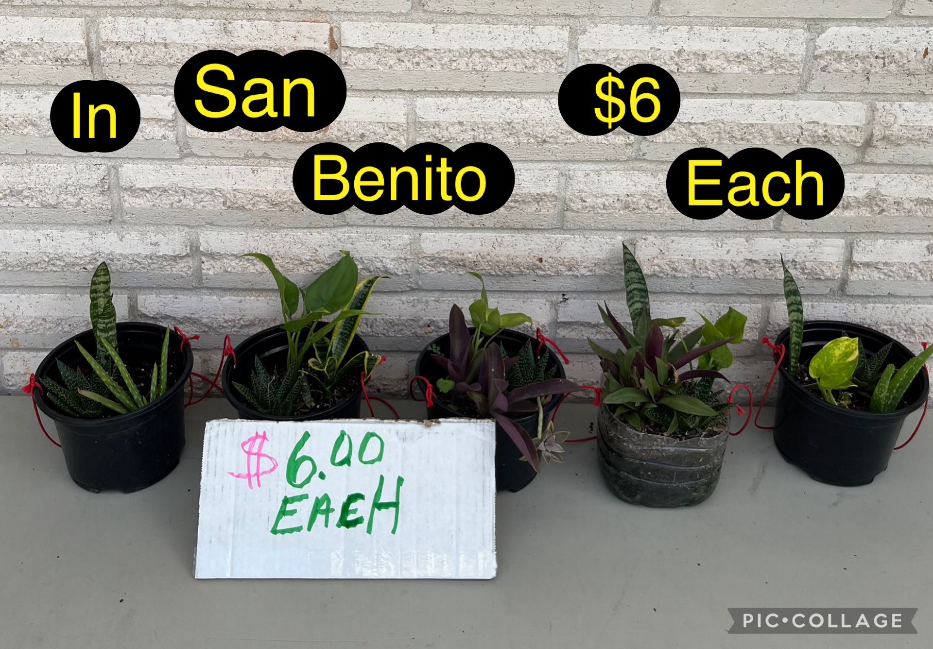Plants For Sale In San Benito Area