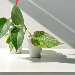 Lush Trailing High Variegation Pothos Money Plant/ House Plant/ Indoor Plant Flower Patio Garden 