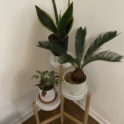 Plant Stand (plants not included)