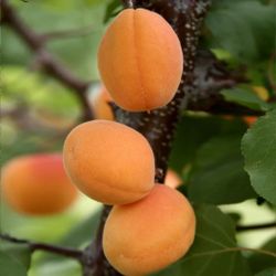 Moorpark Apricot Tree
Prunus Armeniaca