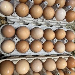 Farm Fresh Organic Free Range Chicken Eggs 
