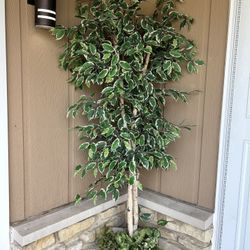 Tree Plant