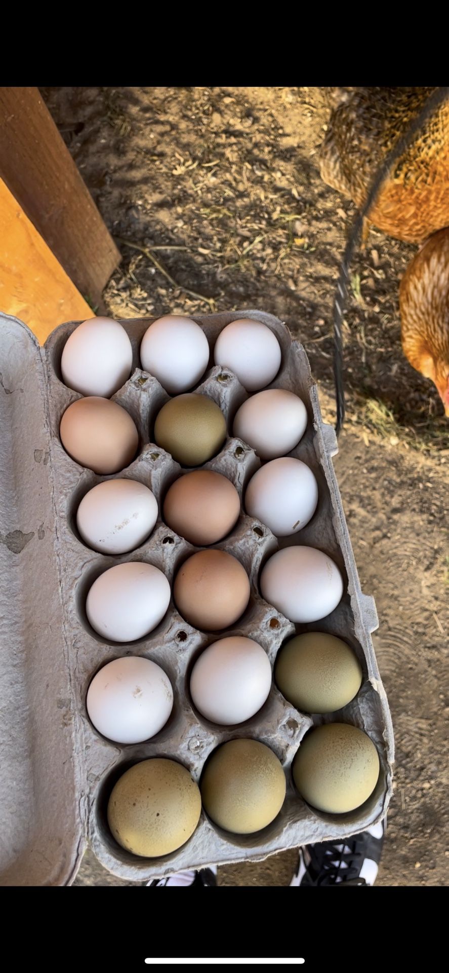 Dozen Non Fertile Eggs