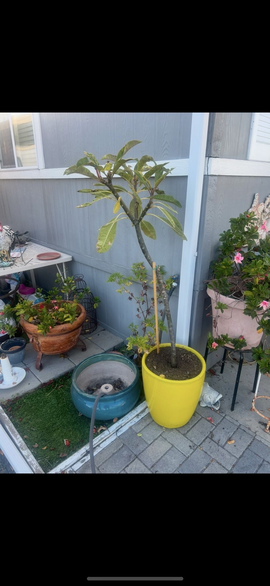 Plumeria with yellow ceramic pot