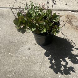 Christmas Kalanchoe