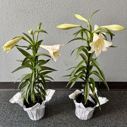 Blooming Lily Plant