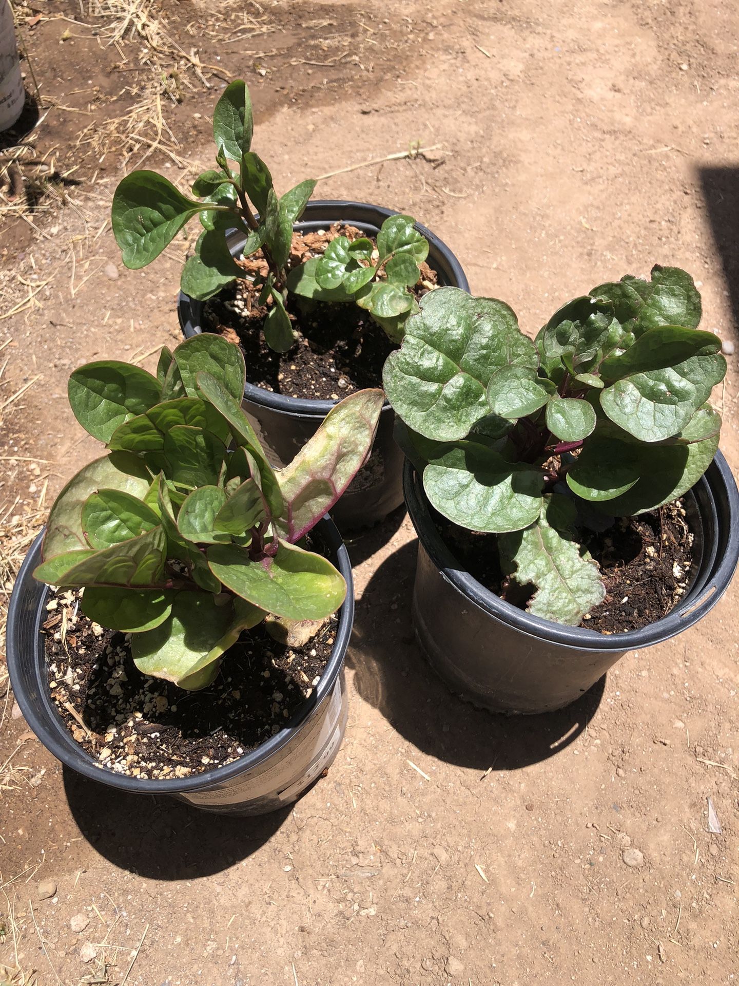 Red Malabar Spinach 1 Gal