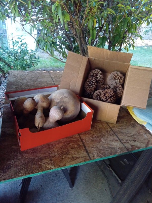 Gourds and Pinecones FREE