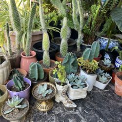 Cactus And Suculentas 4 Dlrs UP