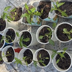Thai Chili Plant 