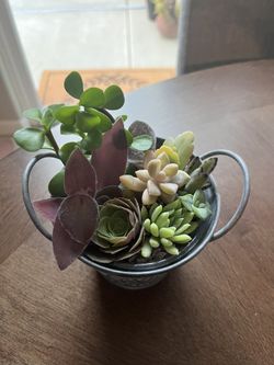 Succulents 🌵🪴