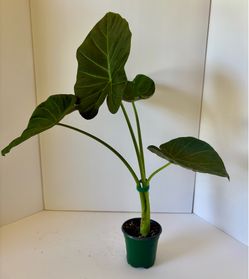 Alocasia regal shield