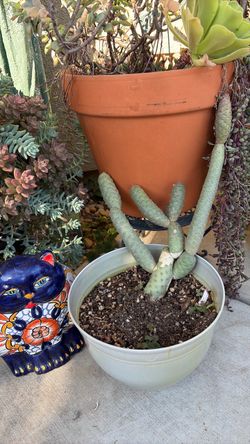 Succulent I got at a succulent show at Mckinly park