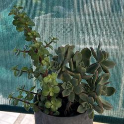 Succulent Assortment Plant