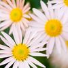Glauce