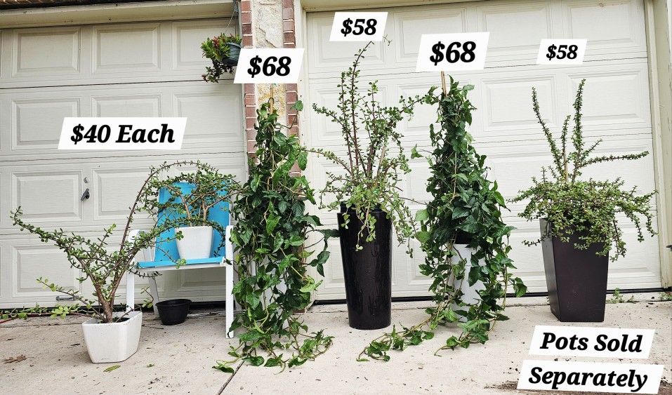 Humongous Elephant Bush Succulent Plant
๐ Humongous Sygoniums ๐ฟ